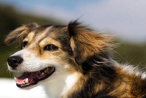 今日课堂——如何训练卡斯罗幼犬护卫？